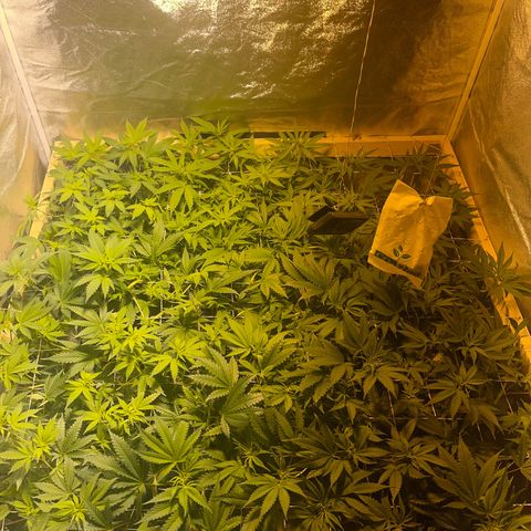 Critical Kush #3 growlog timeline photo