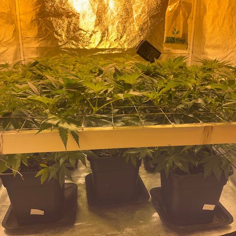 Critical Kush #3 growlog timeline photo
