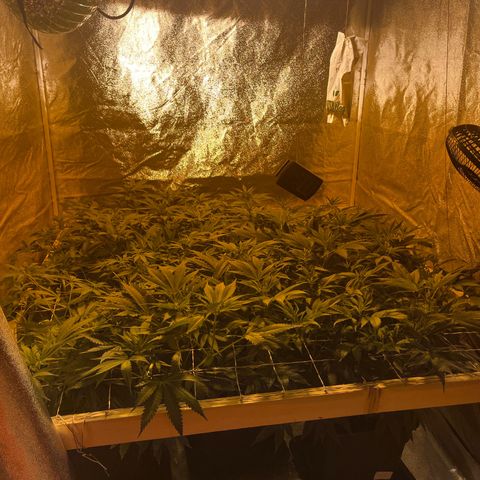 Critical Kush #3 growlog timeline photo