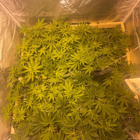 Critical Kush #3 growlog timeline photo