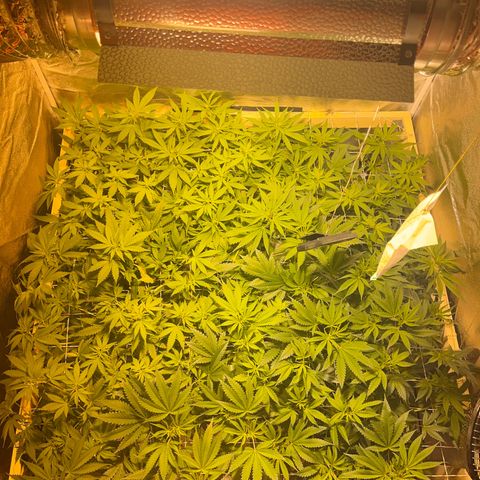 Critical Kush #3 growlog timeline photo