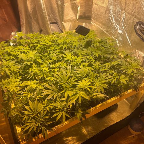 Critical Kush #3 growlog timeline photo
