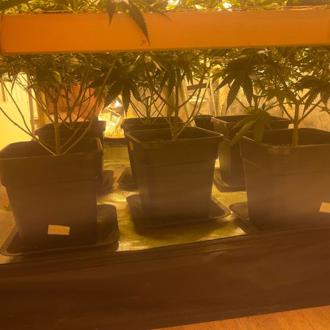 Critical Kush #3 growlog timeline photo