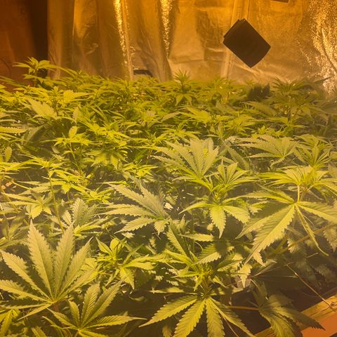 Critical Kush #3 growlog timeline photo