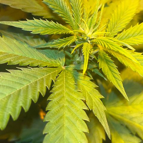 Critical Kush #2 growlog timeline photo