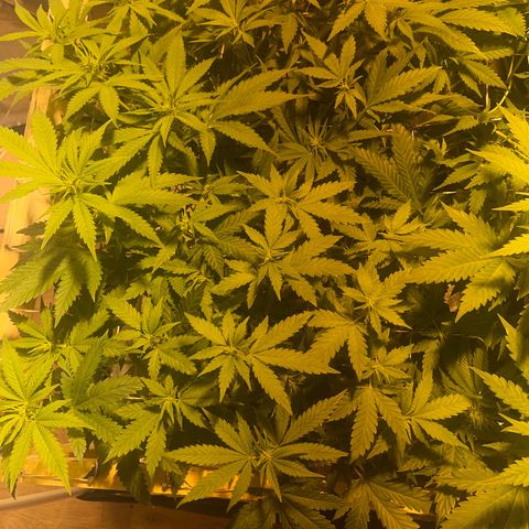 Critical Kush #2 growlog timeline photo