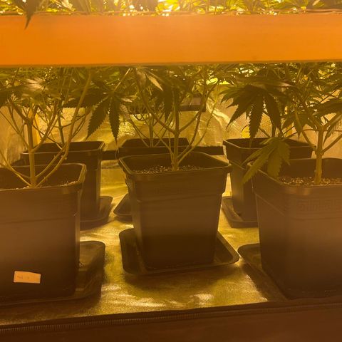 Critical Kush #3 growlog timeline photo