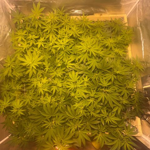 Critical Kush #3 growlog timeline photo