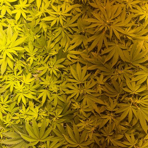 Critical Kush #3 growlog timeline photo