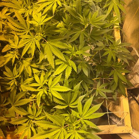Green Gelato #3 growlog timeline photo