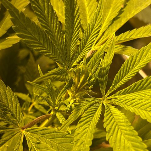 Green Gelato #3 growlog timeline photo