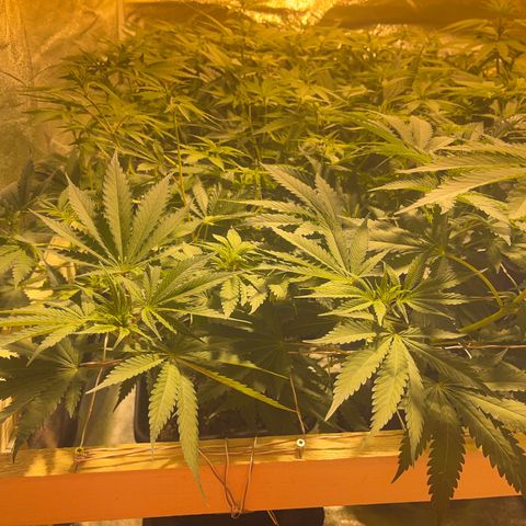 Green Gelato #1 growlog timeline photo