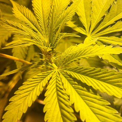 Green Gelato #1 growlog timeline photo