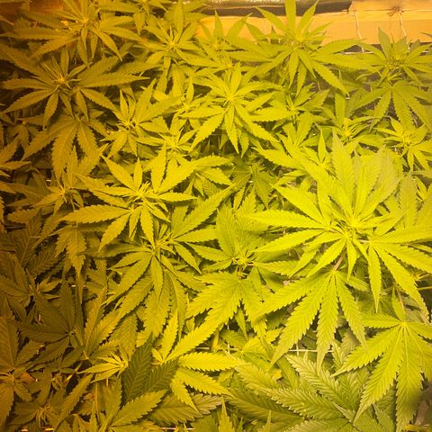 Critical Kush #1 growlog timeline photo