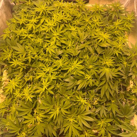 Critical Kush #3 growlog timeline photo