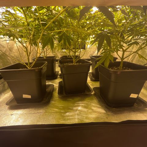 Critical Kush #3 growlog timeline photo