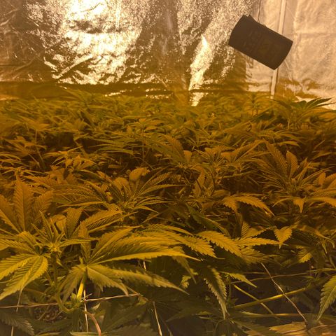Critical Kush #3 growlog timeline photo