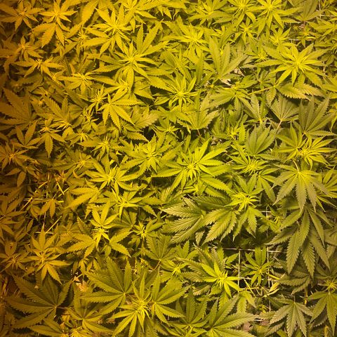 Critical Kush #3 growlog timeline photo