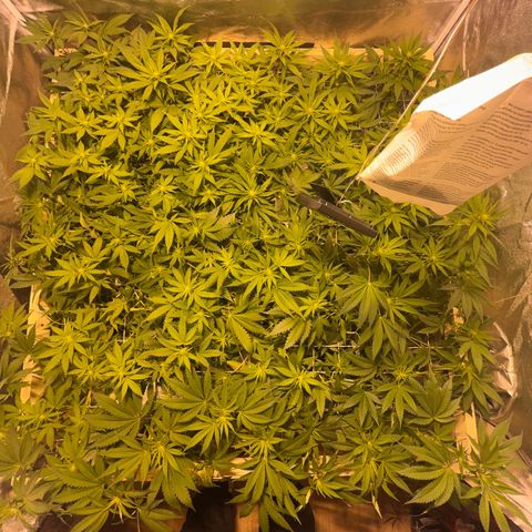 Critical Kush #3 growlog timeline photo