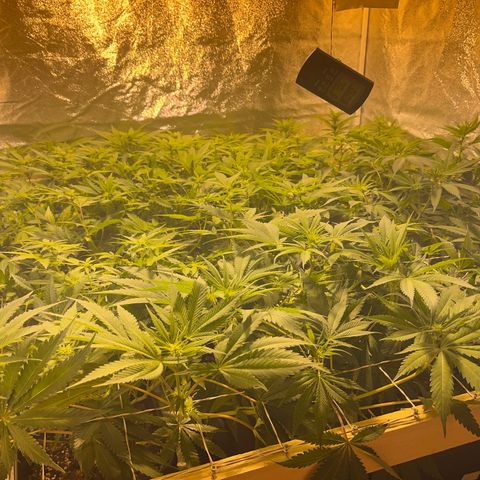 Critical Kush #3 growlog timeline photo