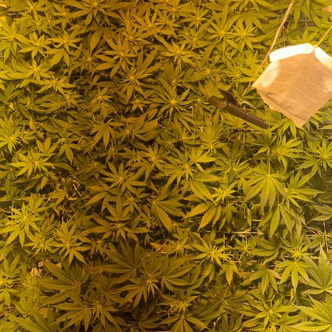 Critical Kush #3 growlog timeline photo