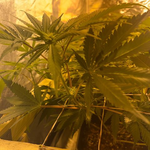Critical Kush #3 growlog timeline photo