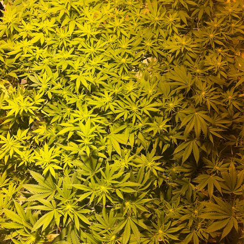 Critical Kush #3 growlog timeline photo