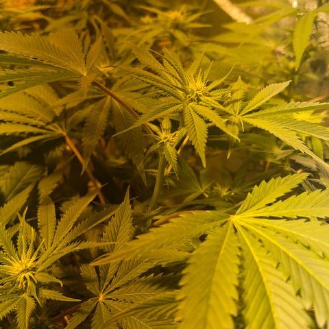Critical Kush #3 growlog timeline photo