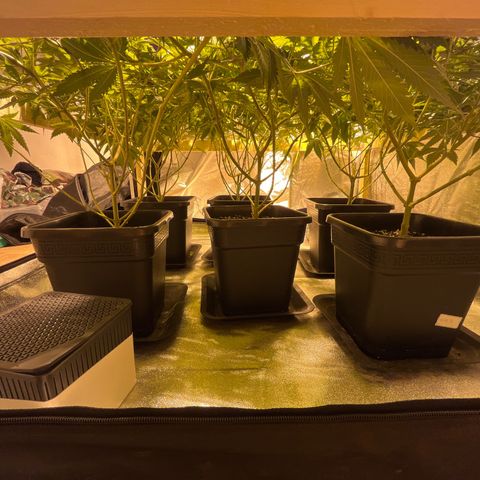 Critical Kush #3 growlog timeline photo