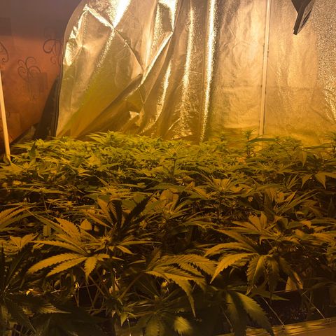 Critical Kush #3 growlog timeline photo