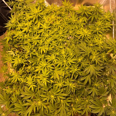 Critical Kush #3 growlog timeline photo