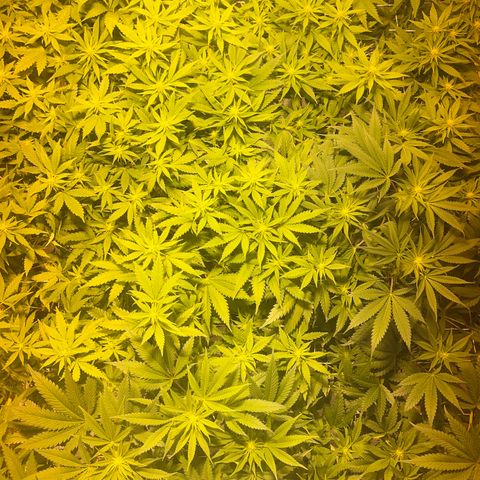 Critical Kush #3 growlog timeline photo