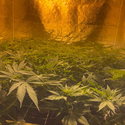 Critical Kush #3 growlog timeline photo