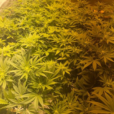 Critical Kush #3 growlog timeline photo