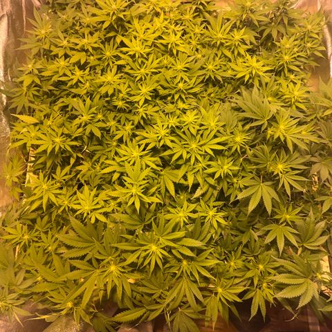 Critical Kush #3 growlog timeline photo