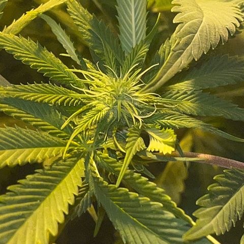 Green Gelato #1 growlog timeline photo