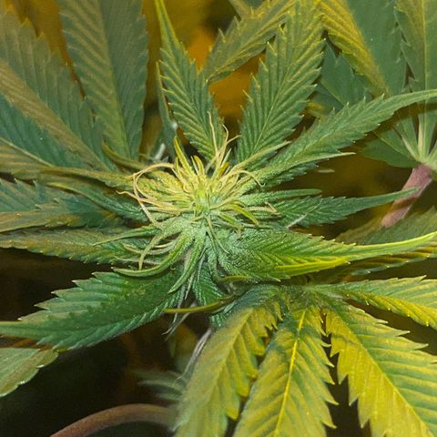 Green Gelato #1 growlog timeline photo