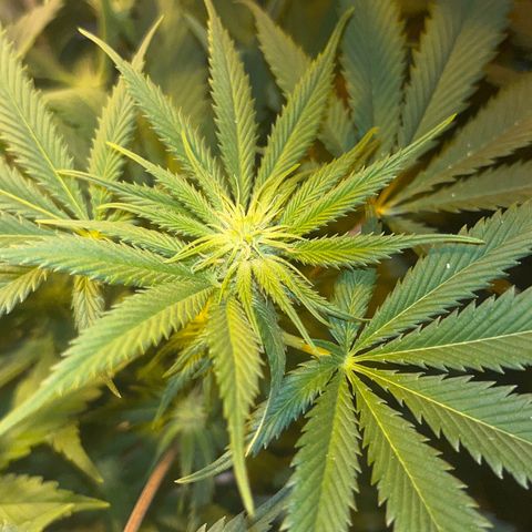 Green Gelato #2 growlog timeline photo
