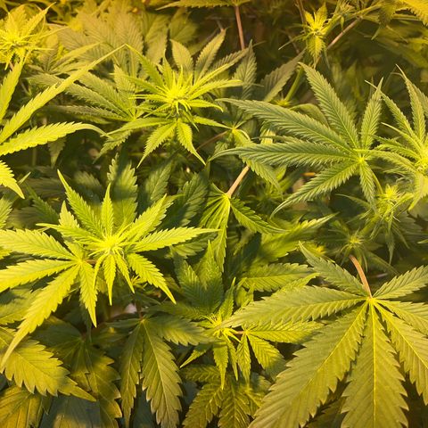 Green Gelato #2 growlog timeline photo