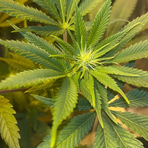 Green Gelato #3 growlog timeline photo