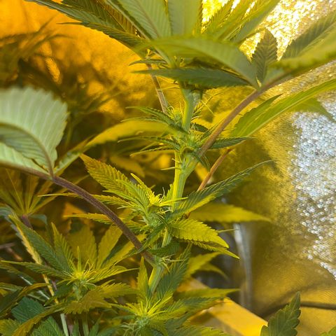 Green Gelato #3 growlog timeline photo