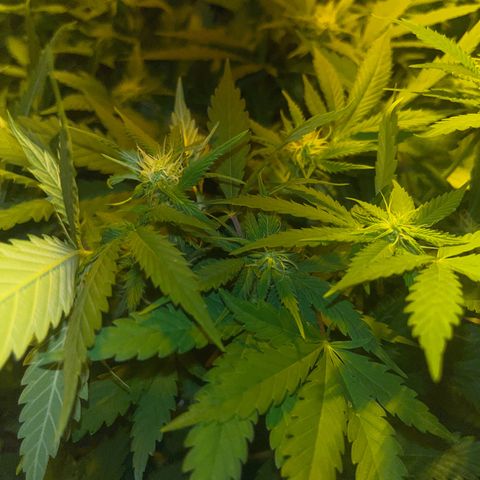 Green Gelato #2 growlog timeline photo