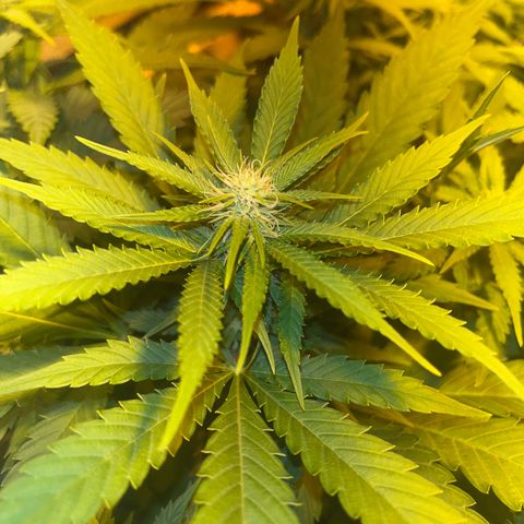 Green Gelato #2 growlog timeline photo