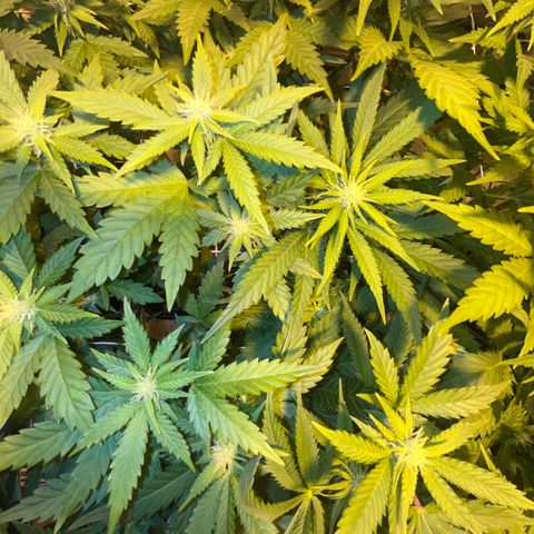 Green Gelato #2 growlog timeline photo