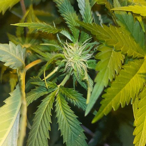 Green Gelato #2 growlog timeline photo