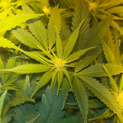 Green Gelato #1 growlog timeline photo