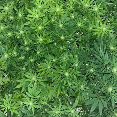 Critical Kush #3 growlog timeline photo