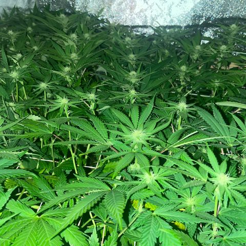 Critical Kush #3 growlog timeline photo