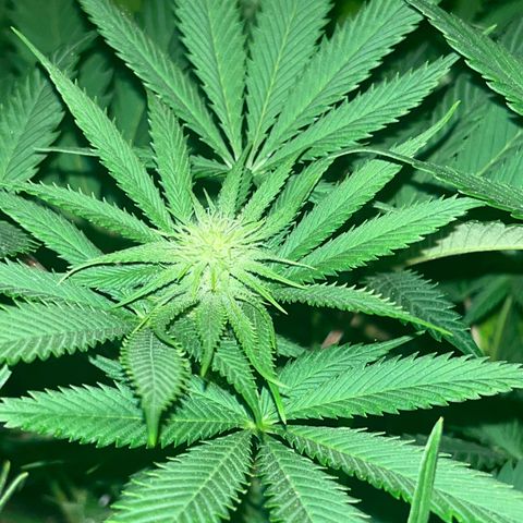 Critical Kush #3 growlog timeline photo