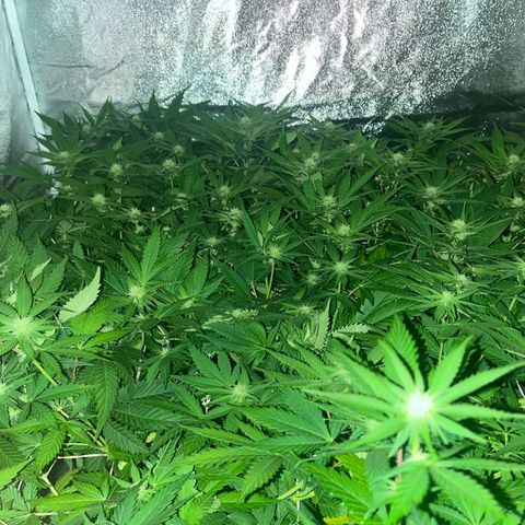 Critical Kush #3 growlog timeline photo